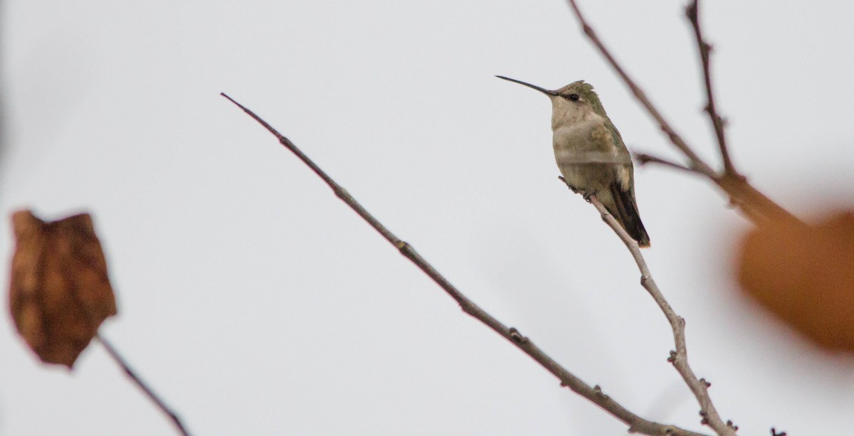 Black-chinned Hummingbird - ML644686361