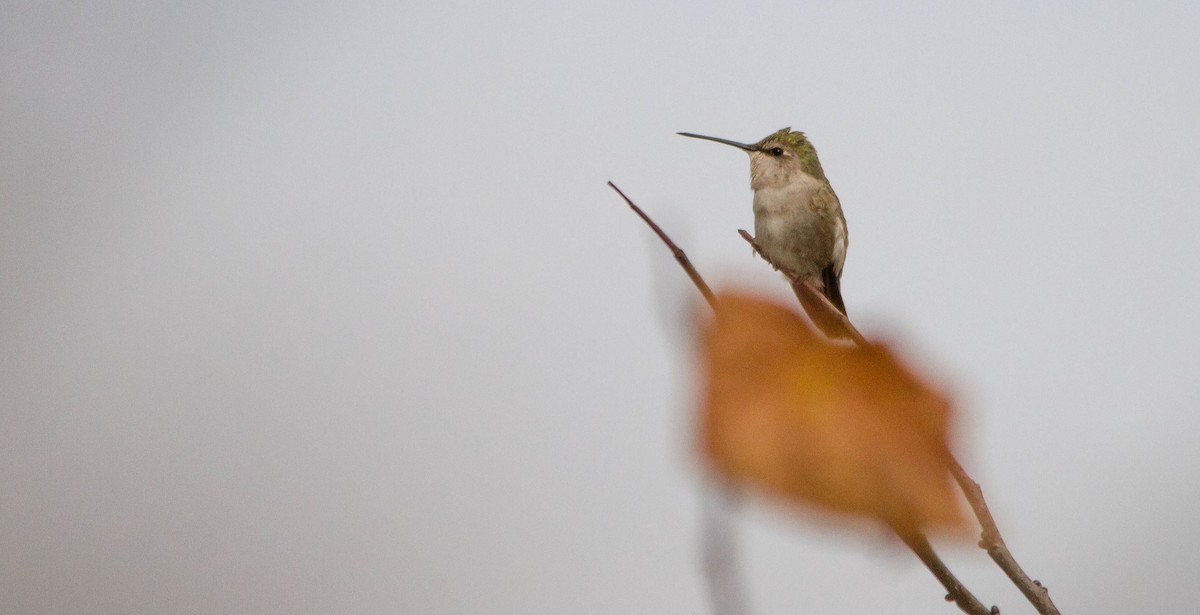 Black-chinned Hummingbird - ML644686362