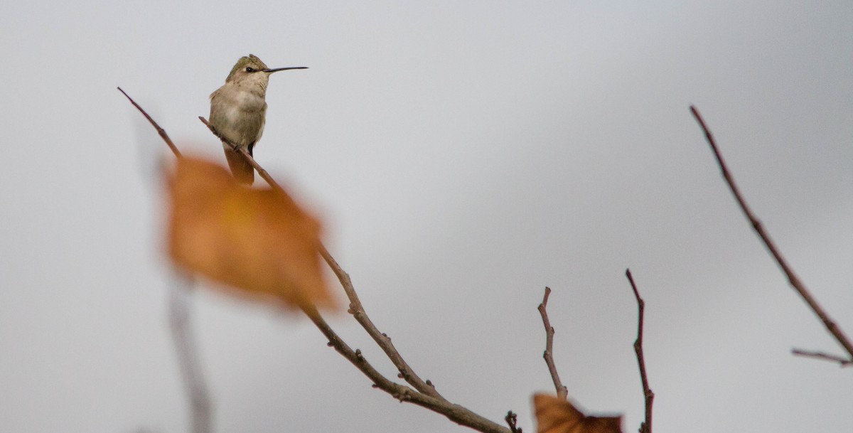 Black-chinned Hummingbird - ML644686363