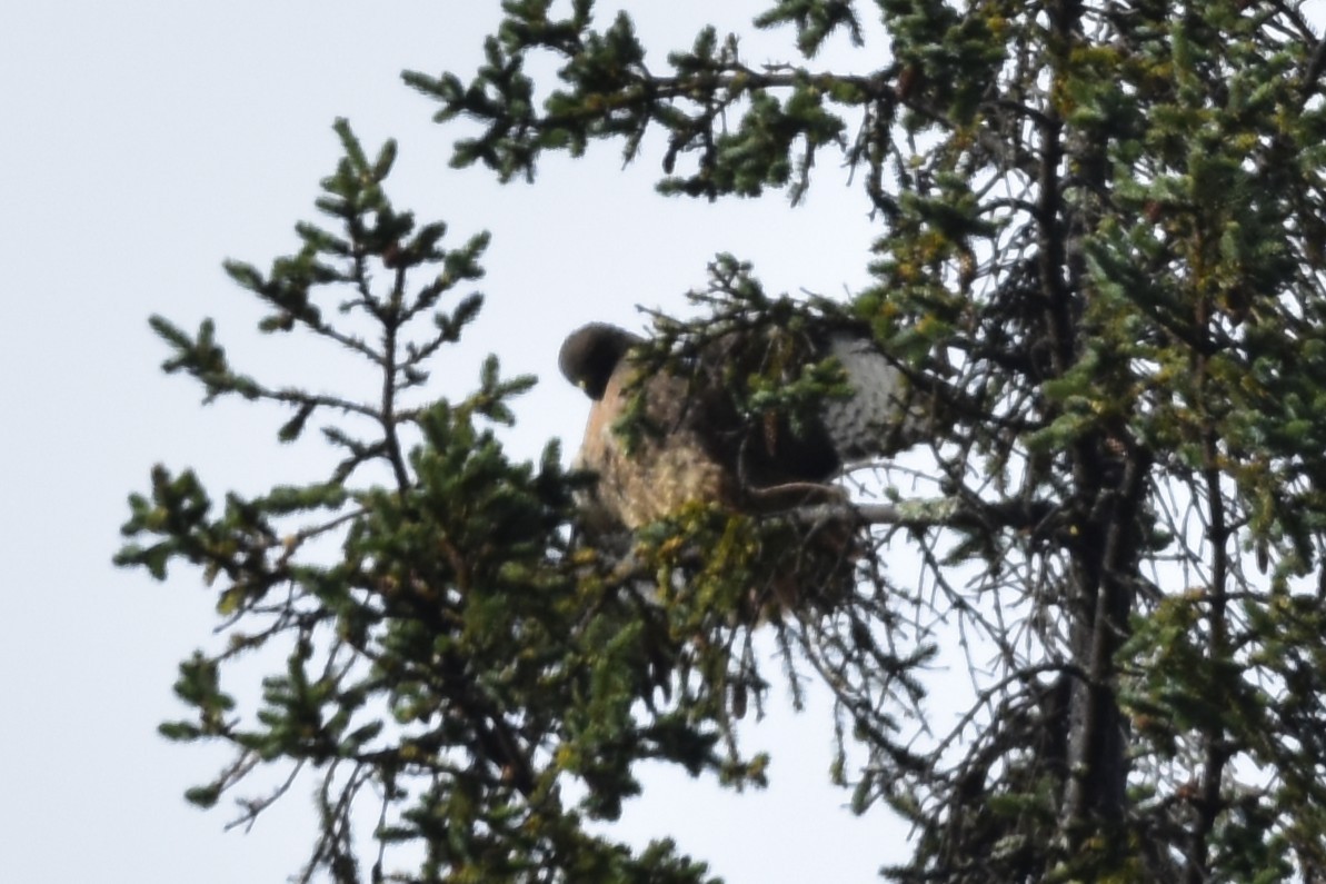 Red-tailed Hawk - ML644686364