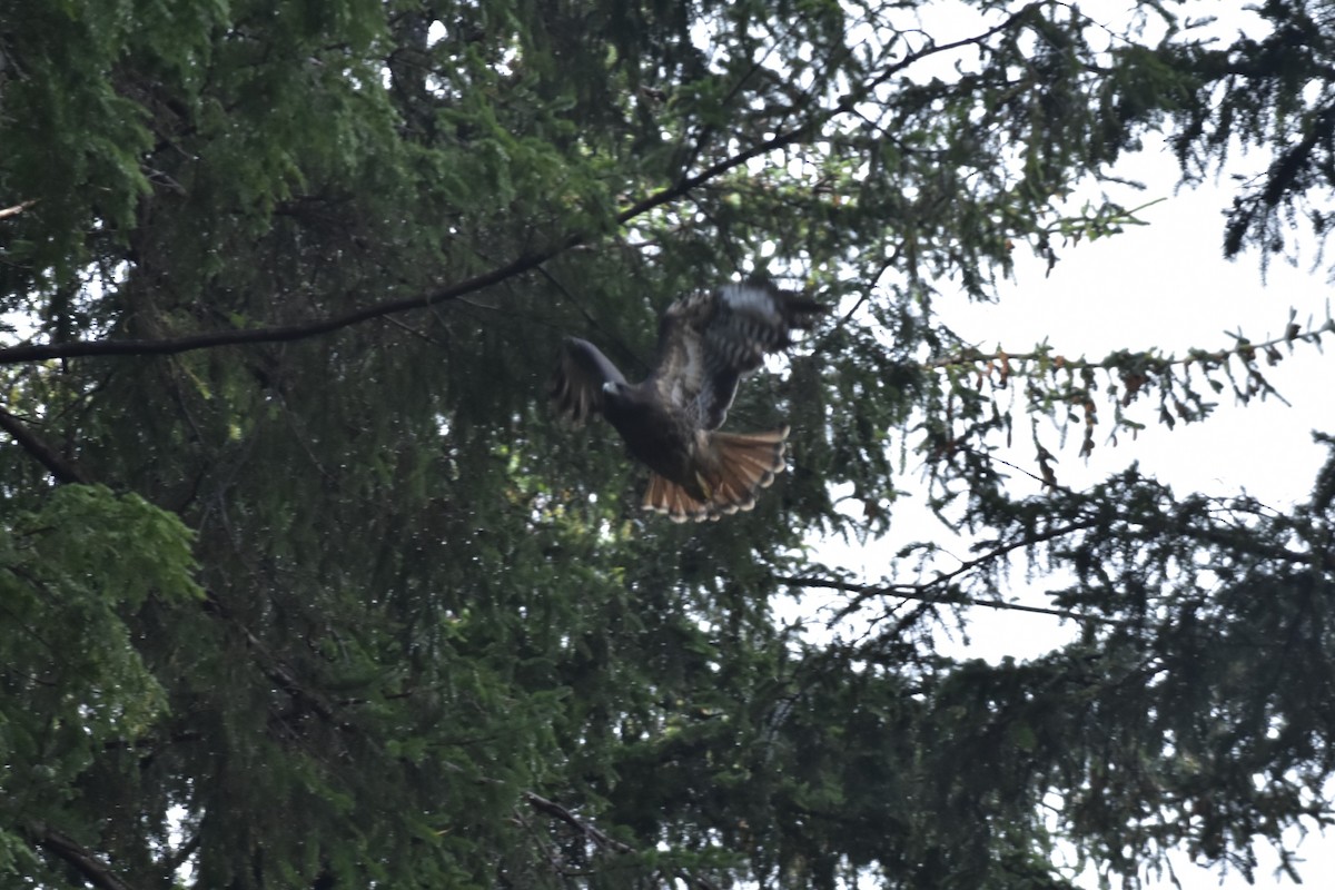 Red-tailed Hawk - ML644686365