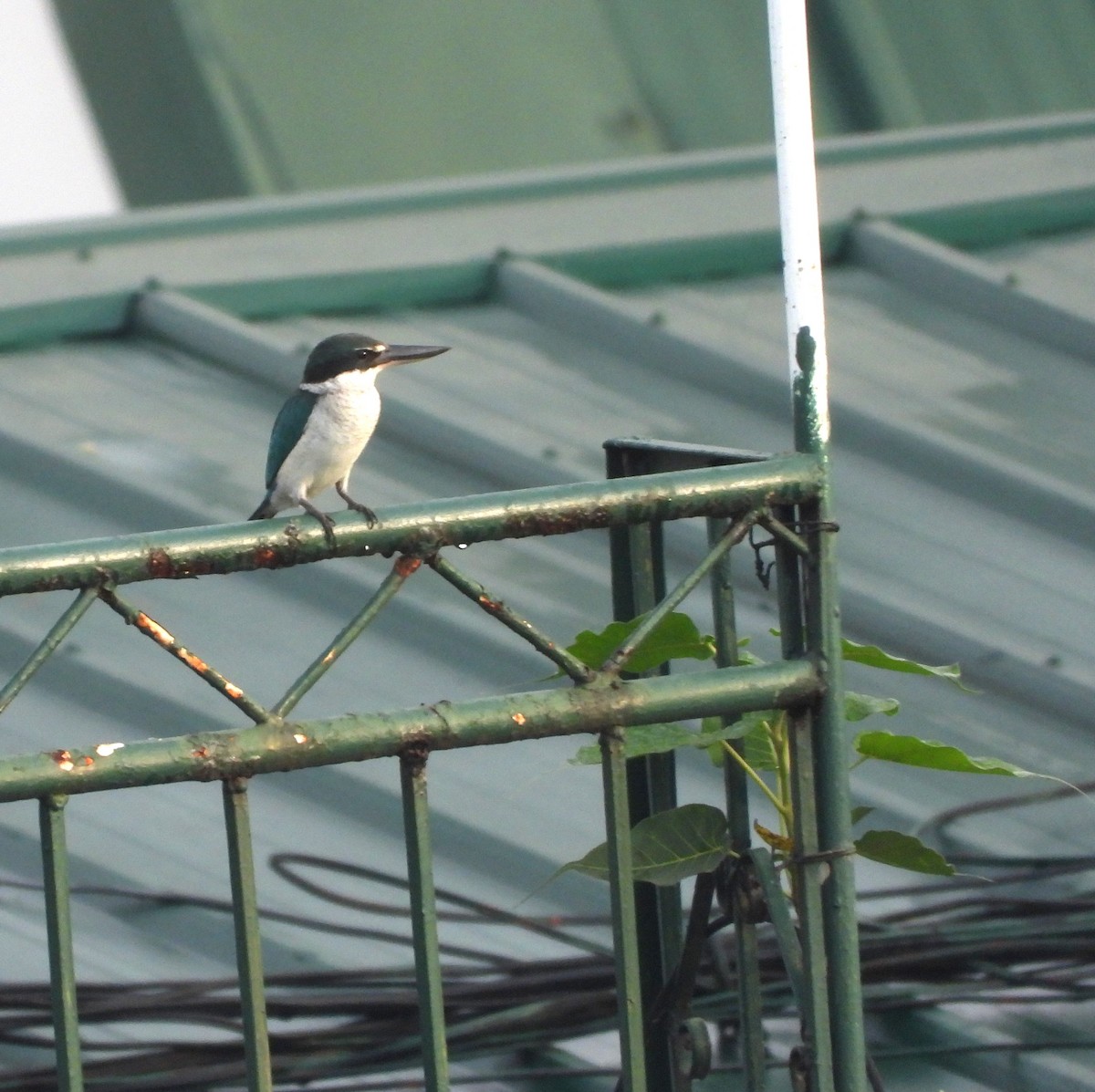 Collared Kingfisher - ML644686368