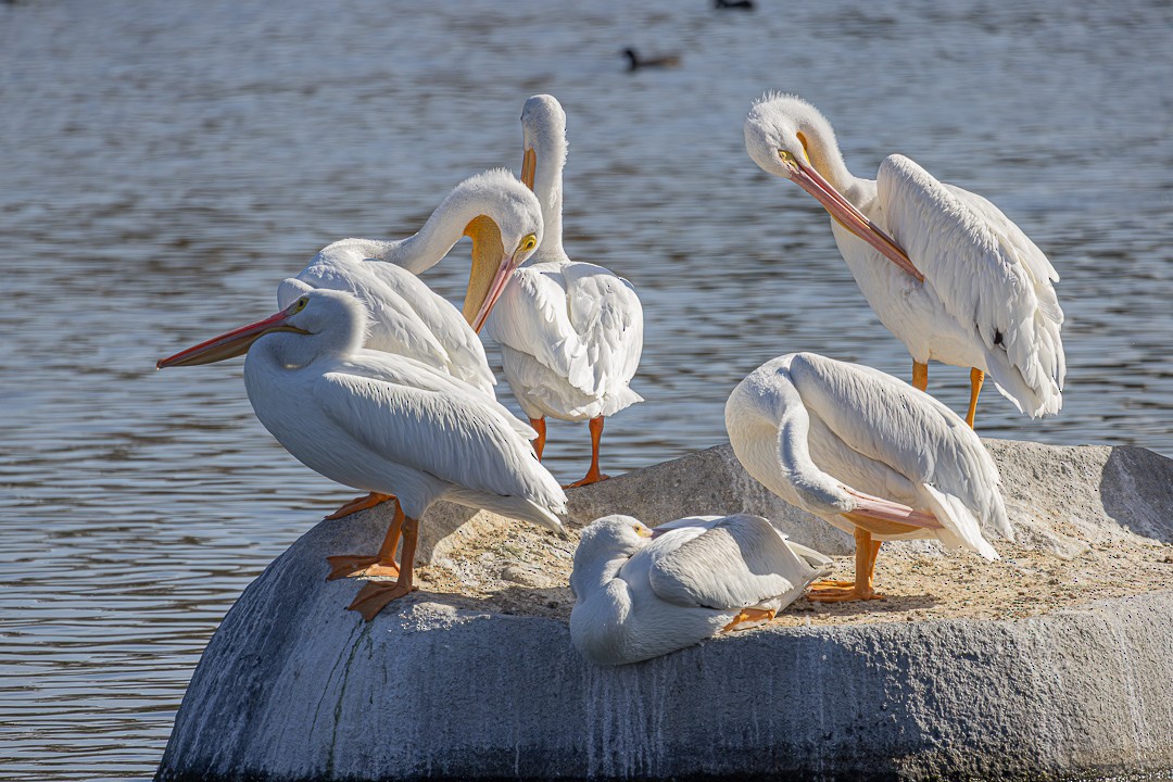 American White Pelican - ML644686369