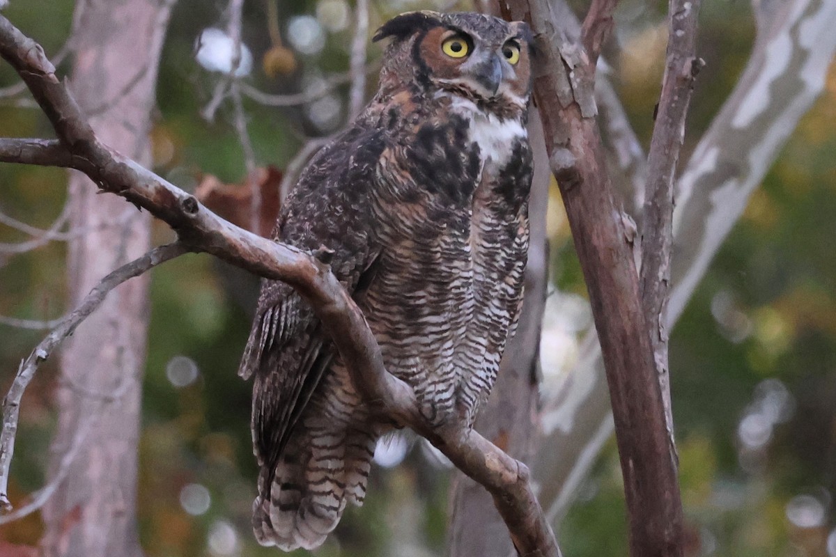 Great Horned Owl - ML644686370