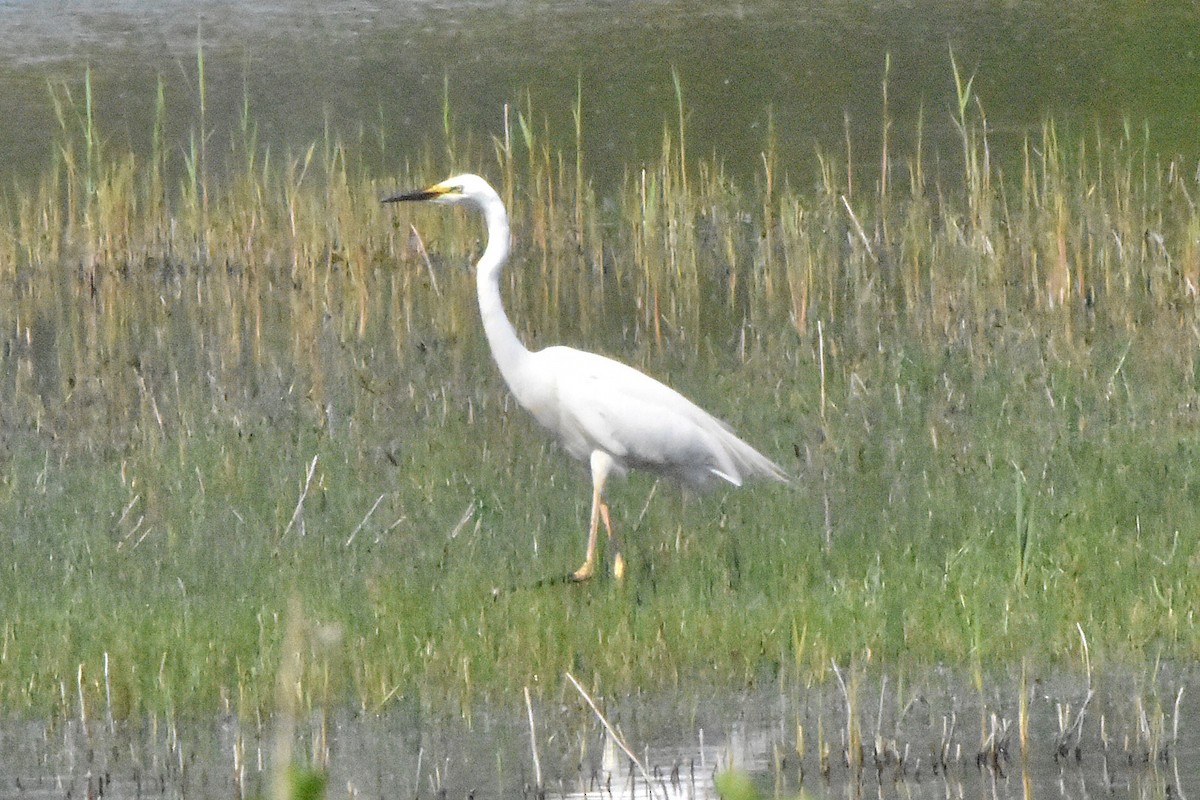 Great Egret - ML644686371