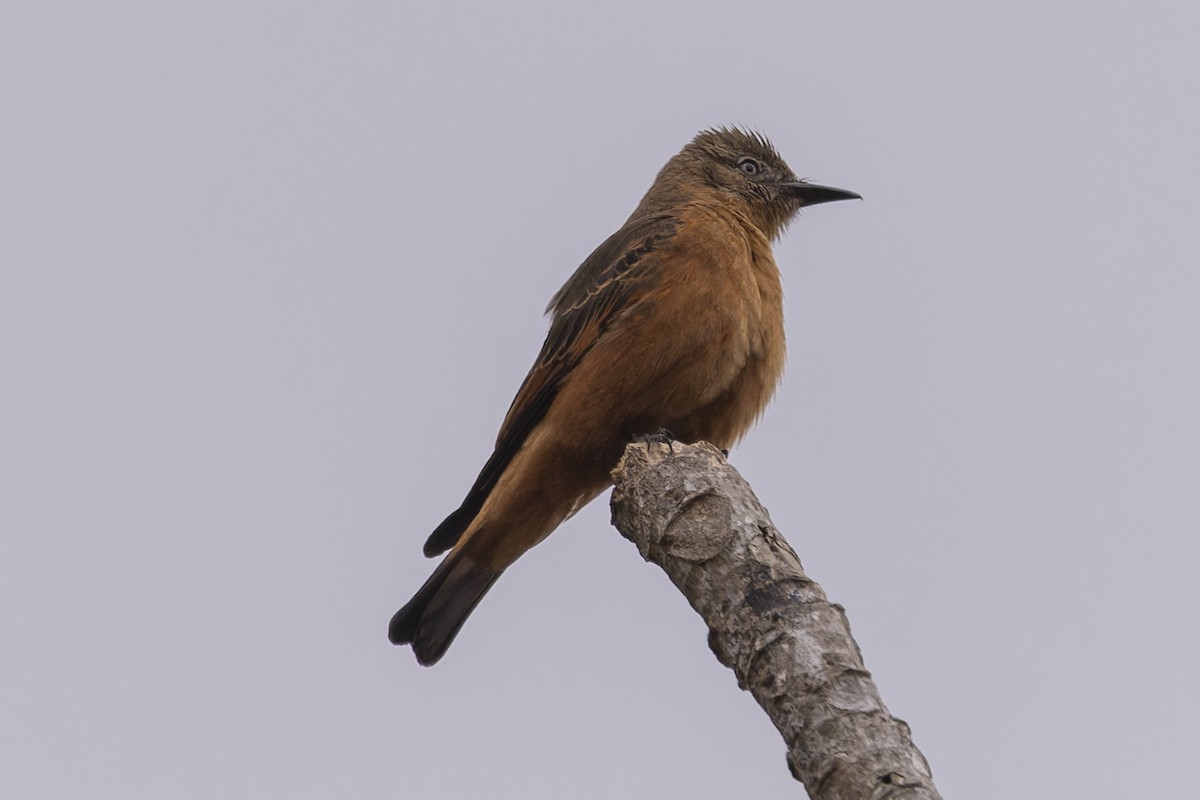 Cliff Flycatcher - ML644686372