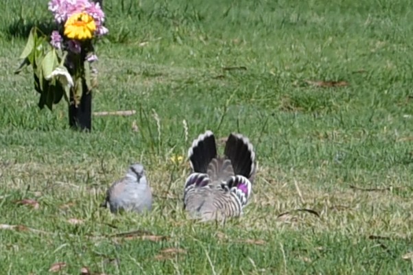 Crested Pigeon - ML644686373