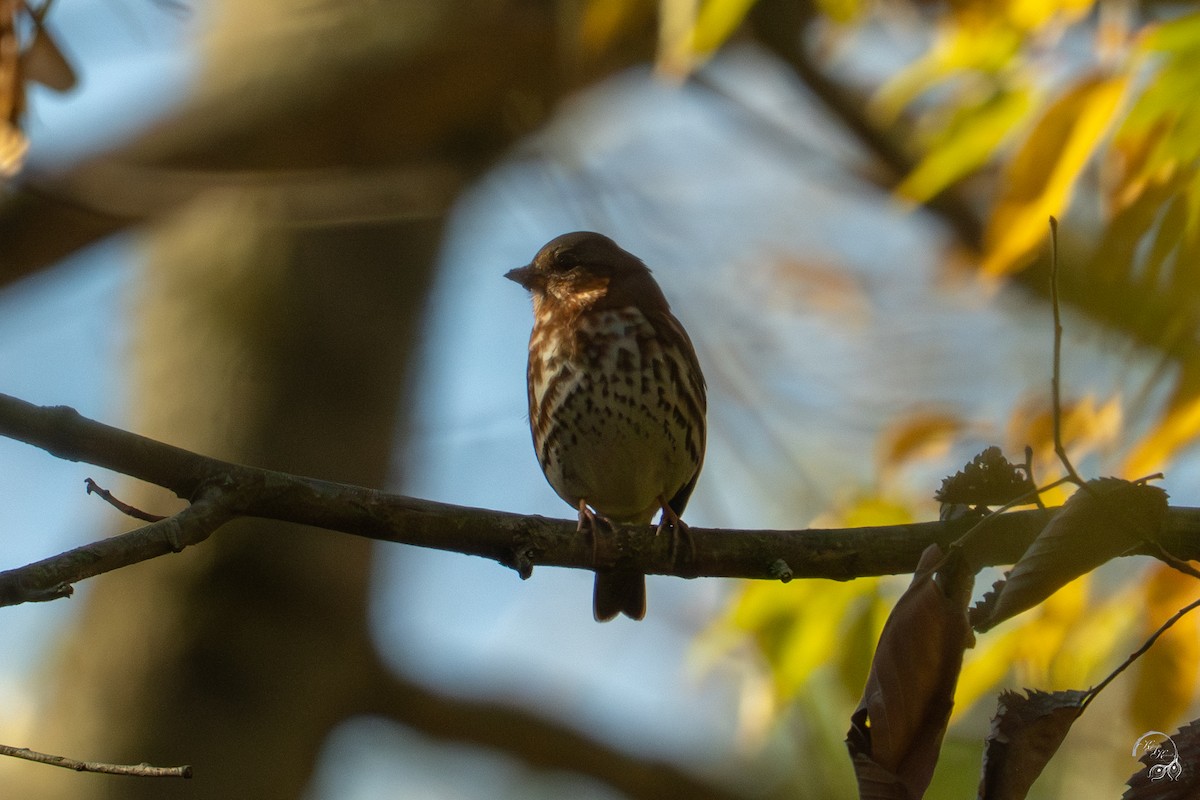 Fox Sparrow - ML644686374