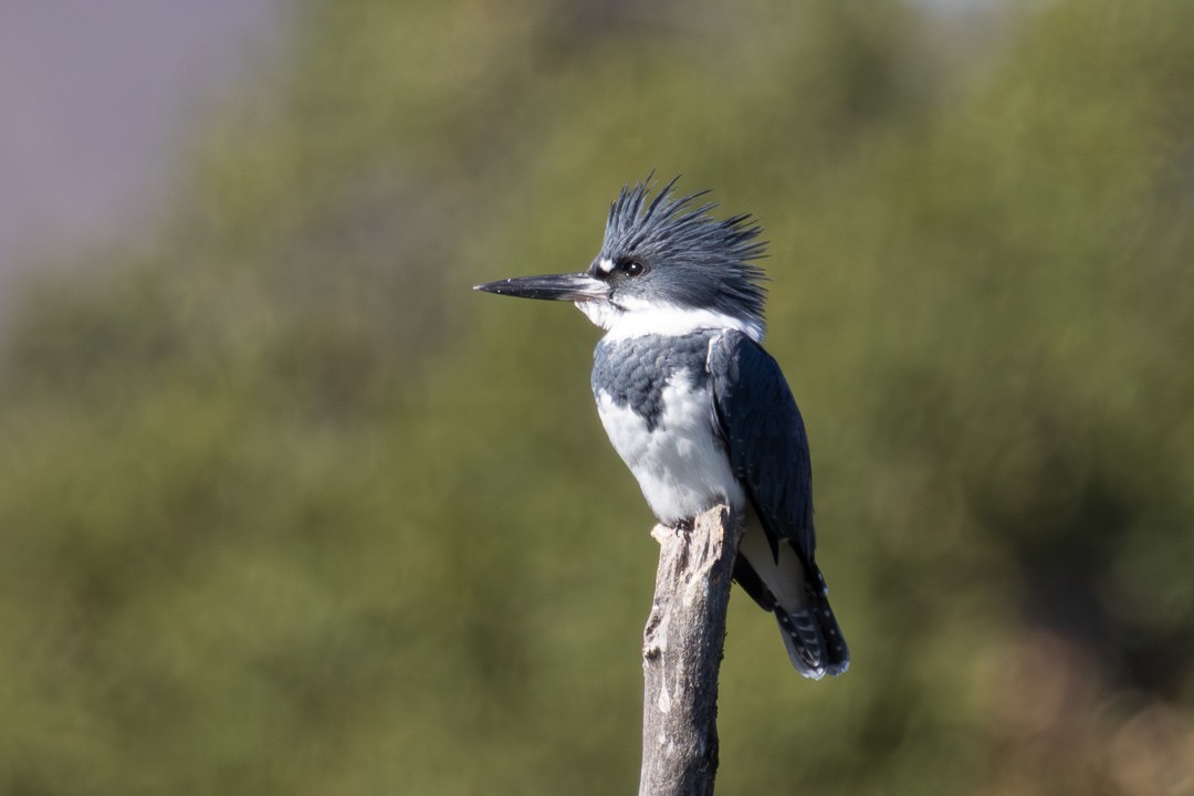 Belted Kingfisher - ML644686375