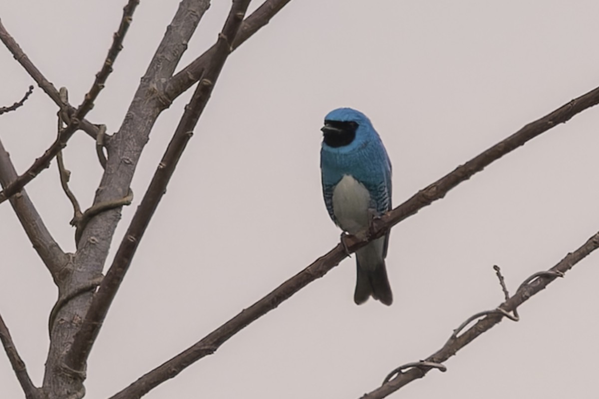 Swallow Tanager - ML644686376