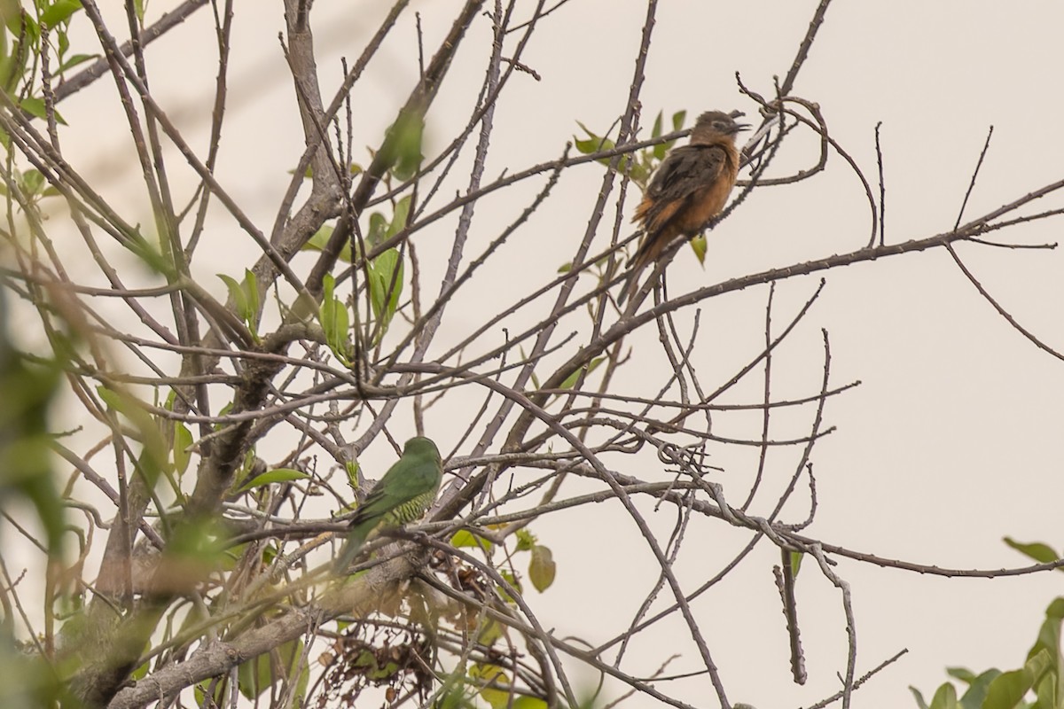 Swallow Tanager - ML644686377