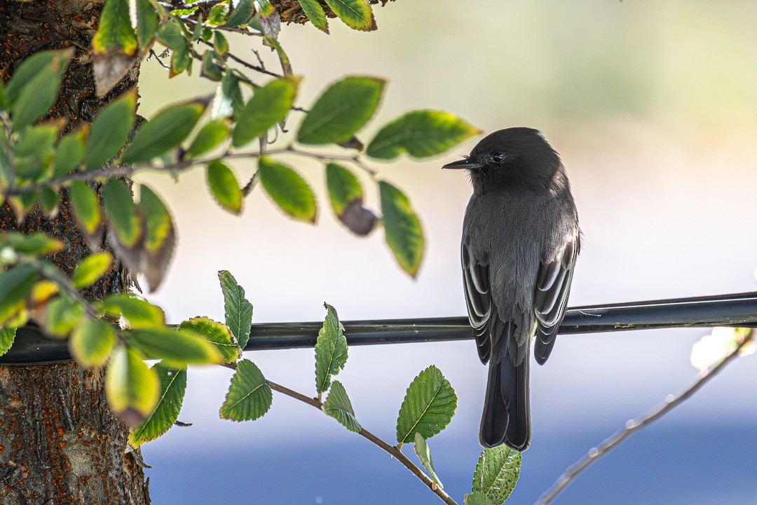 Black Phoebe - ML644686378