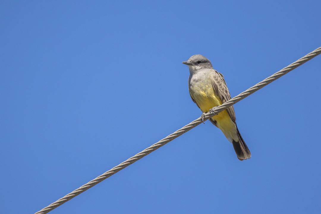 Cassin's Kingbird - ML644686379