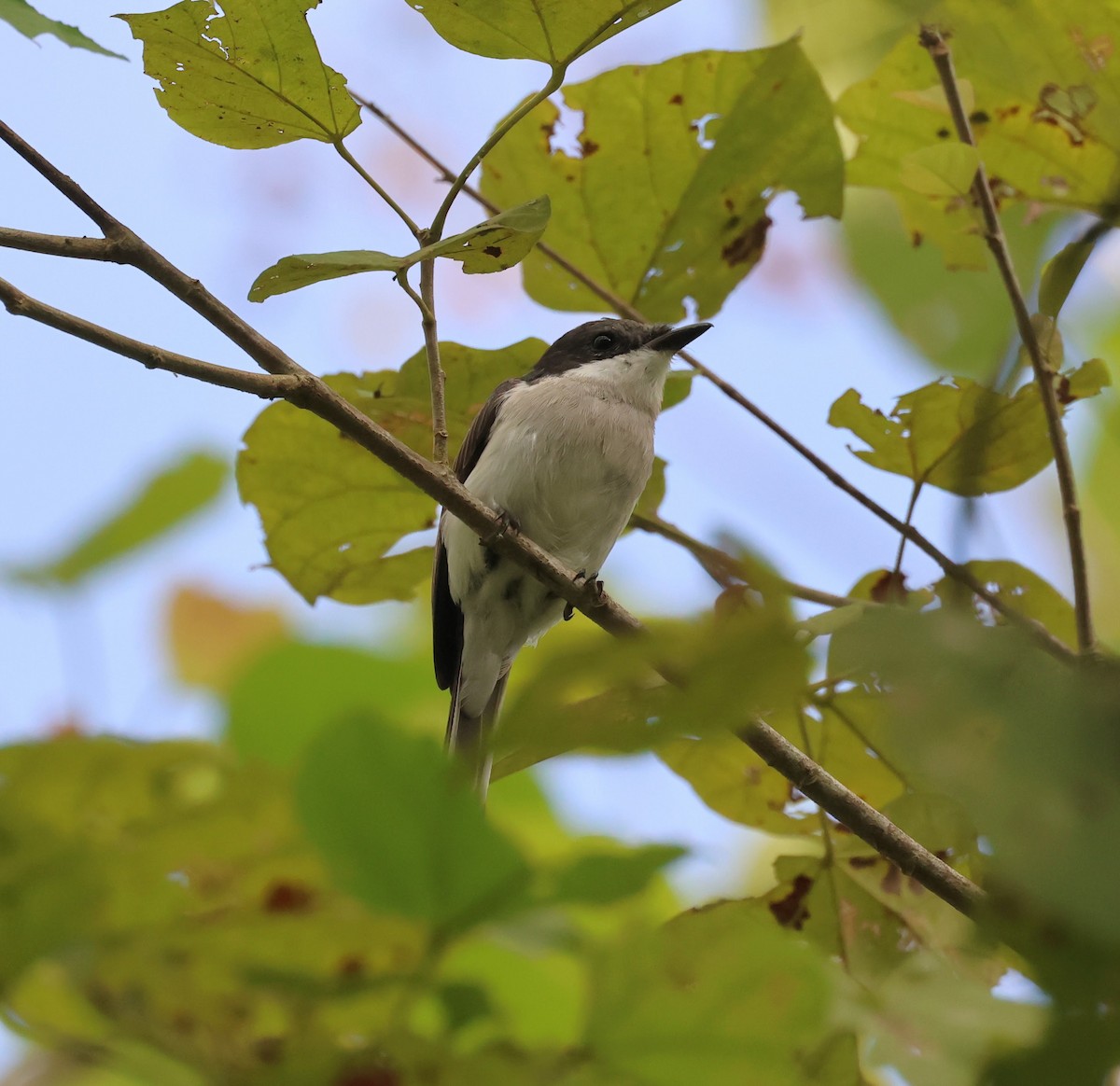 Black-winged Flycatcher-shrike - ML644686380