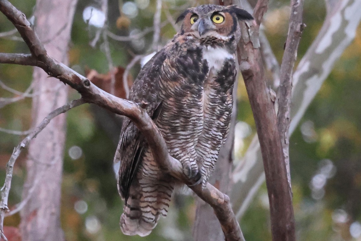 Grand-duc d'Amérique - ML644686381