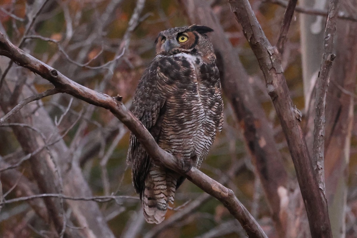 Grand-duc d'Amérique - ML644686382