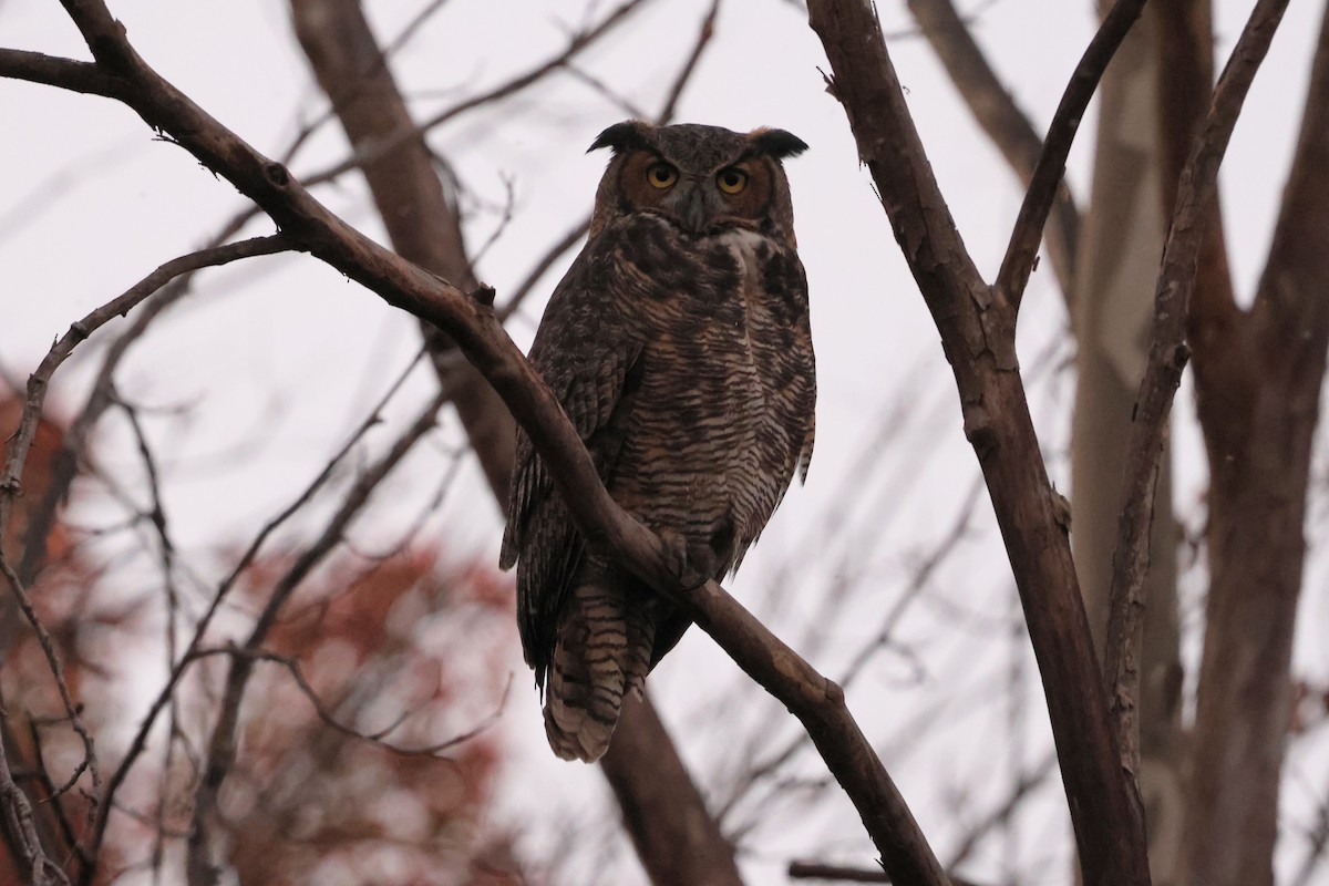 Grand-duc d'Amérique - ML644686383