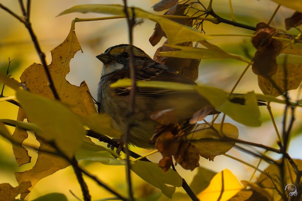 White-throated Sparrow - ML644686384