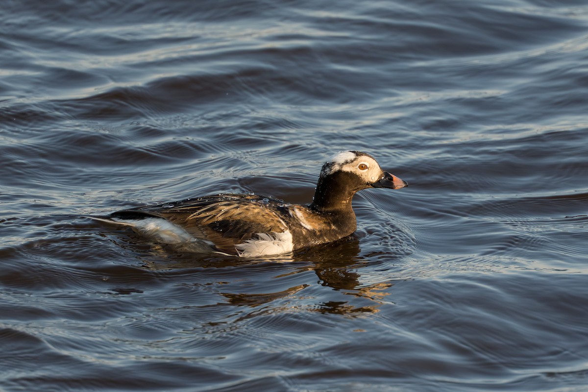 hoholka lední - ML644686385