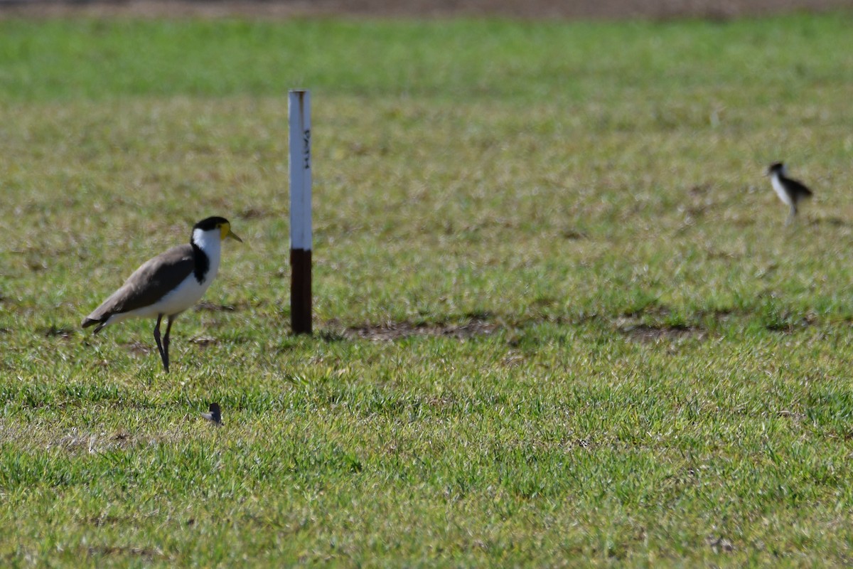 Hegabera maskaraduna - ML644686387