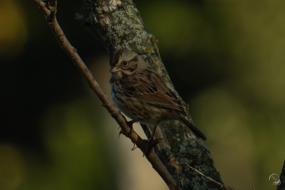 Song Sparrow - ML644686389