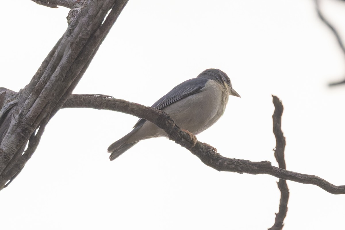 Hooded Tanager - ML644686390