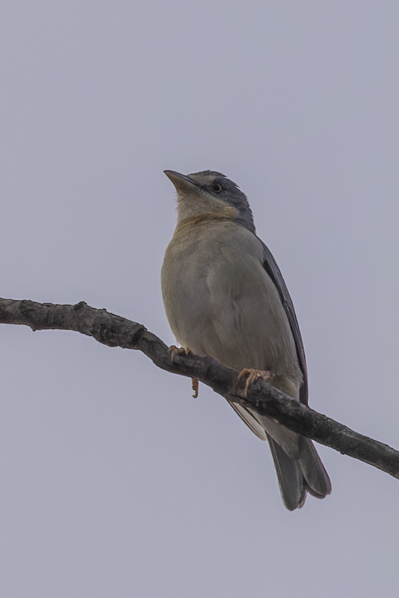 Hooded Tanager - ML644686391