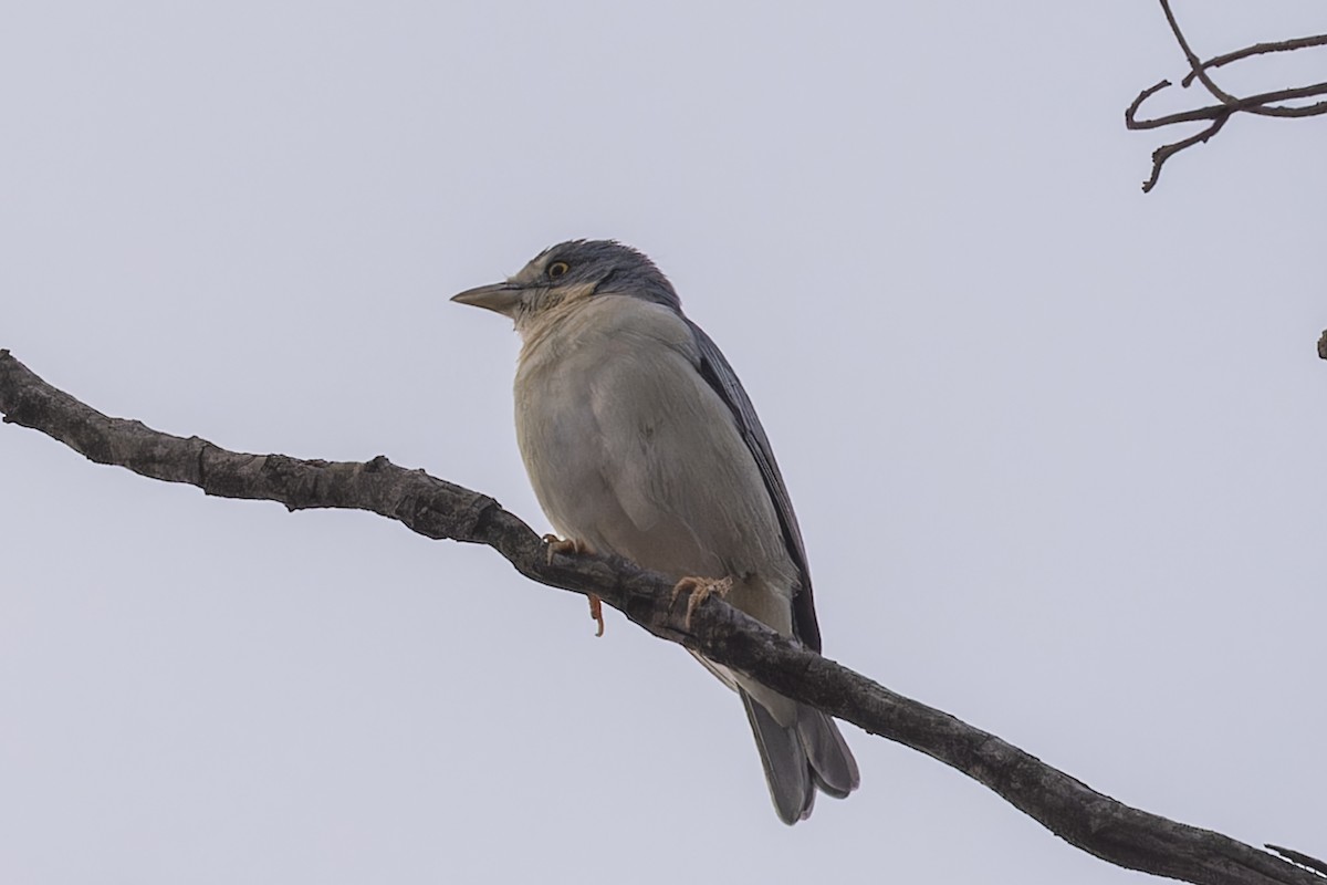 Hooded Tanager - ML644686392