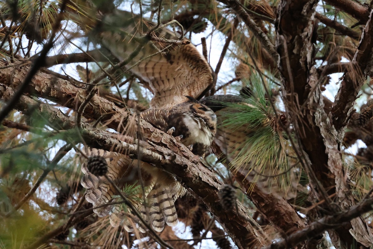 Grand-duc d'Amérique - ML644686393