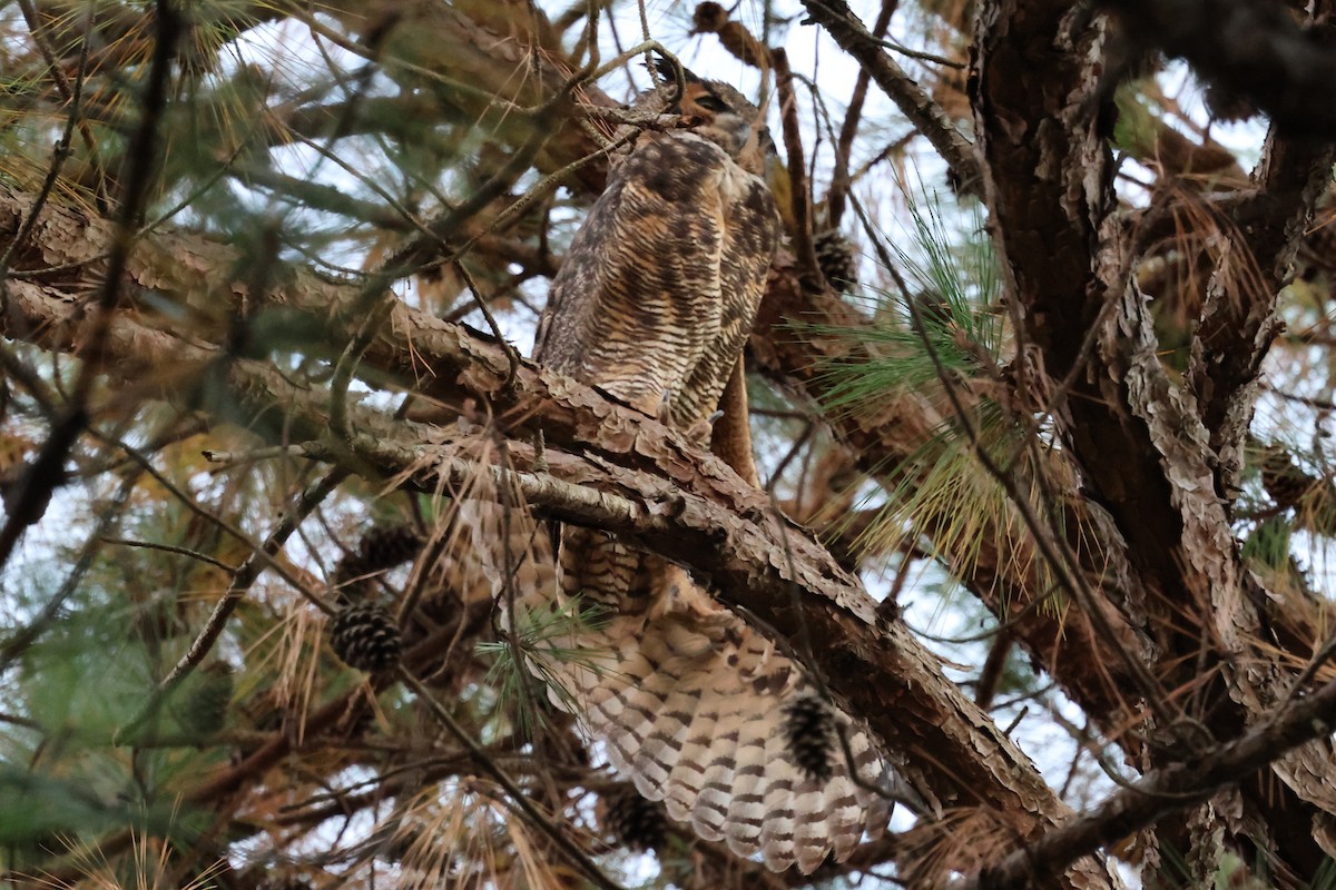 Grand-duc d'Amérique - ML644686394