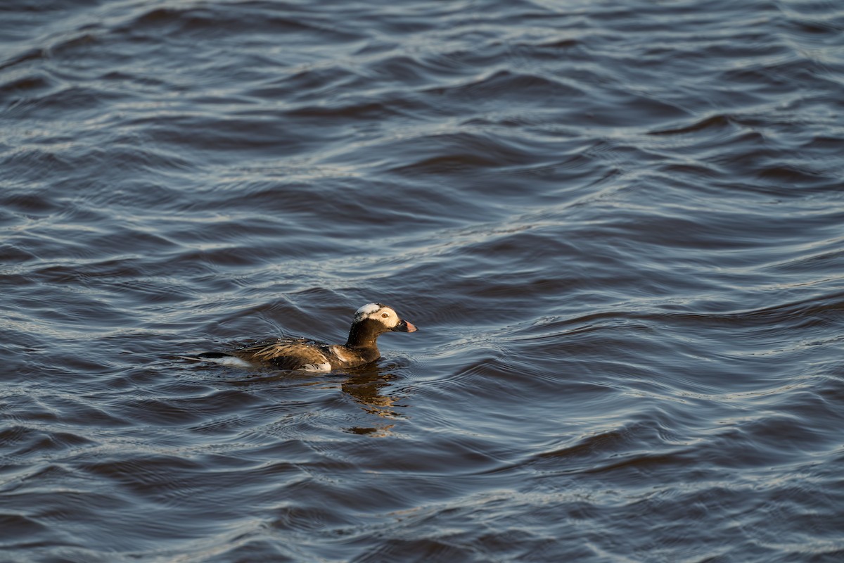 Moretta codona - ML644686395