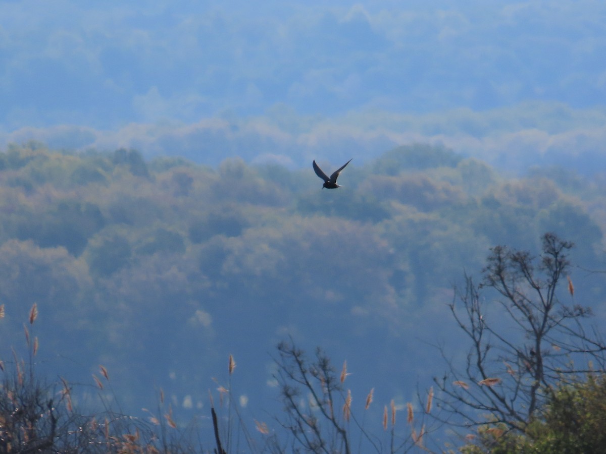 Mignattino comune - ML644686396