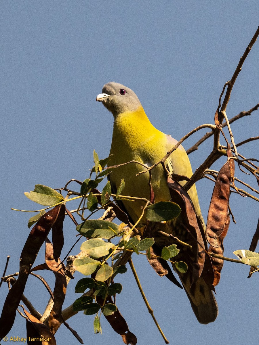 Yellow-footed Green-Pigeon - ML644686397