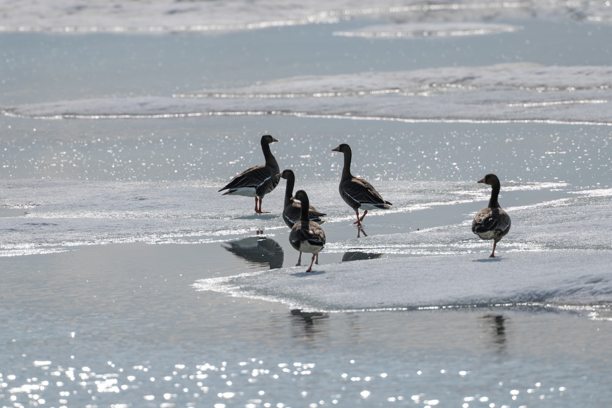 Oca lombardella - ML644686398