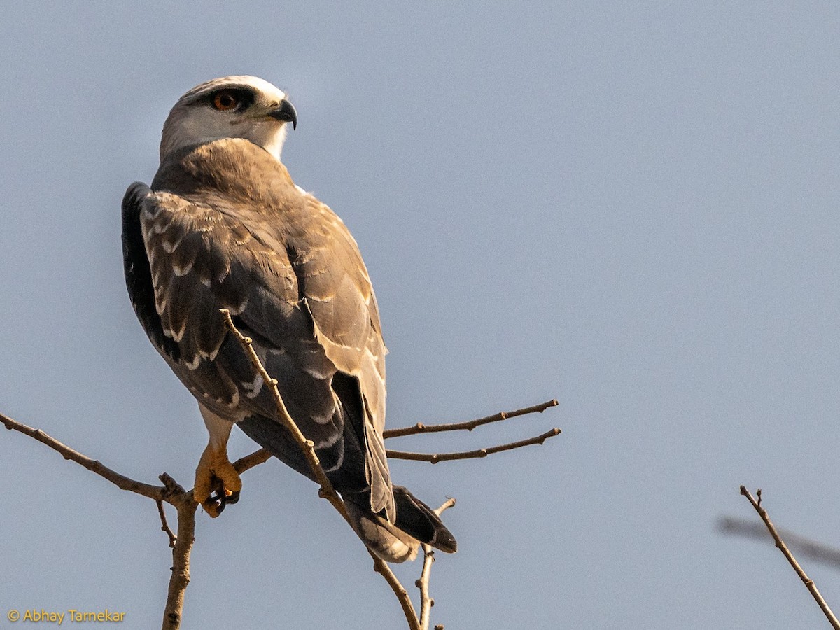 Nibbio bianco - ML644686399