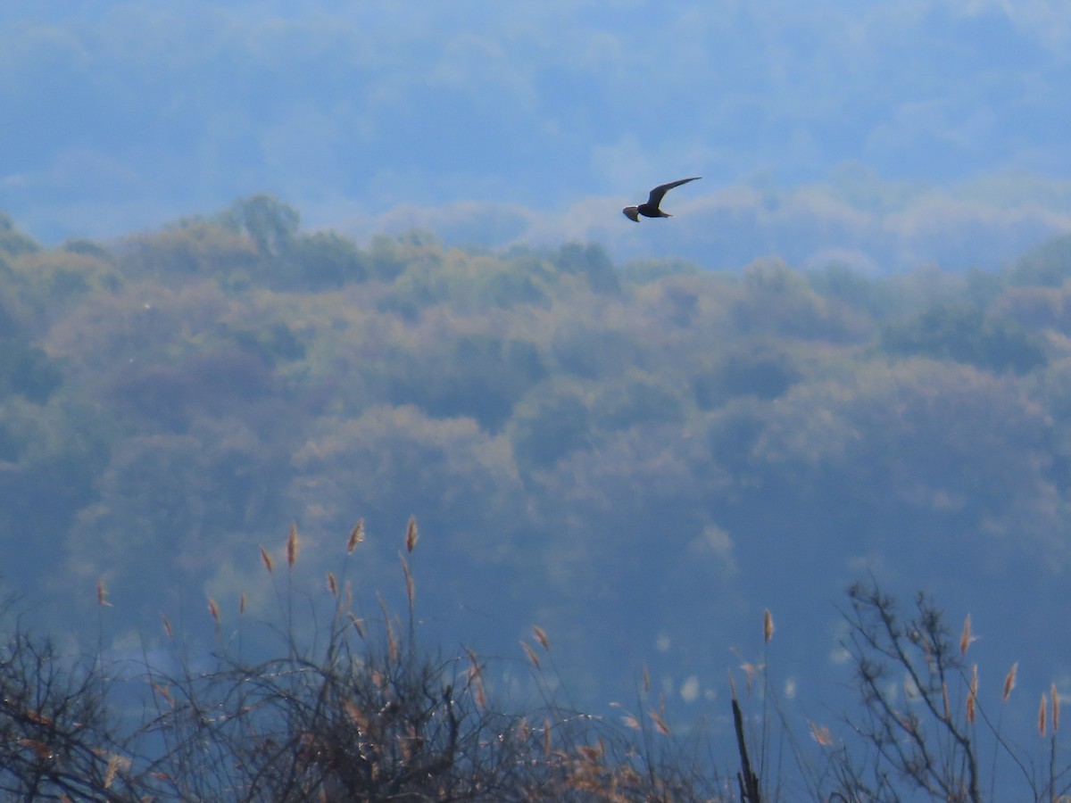 Mignattino comune - ML644686400