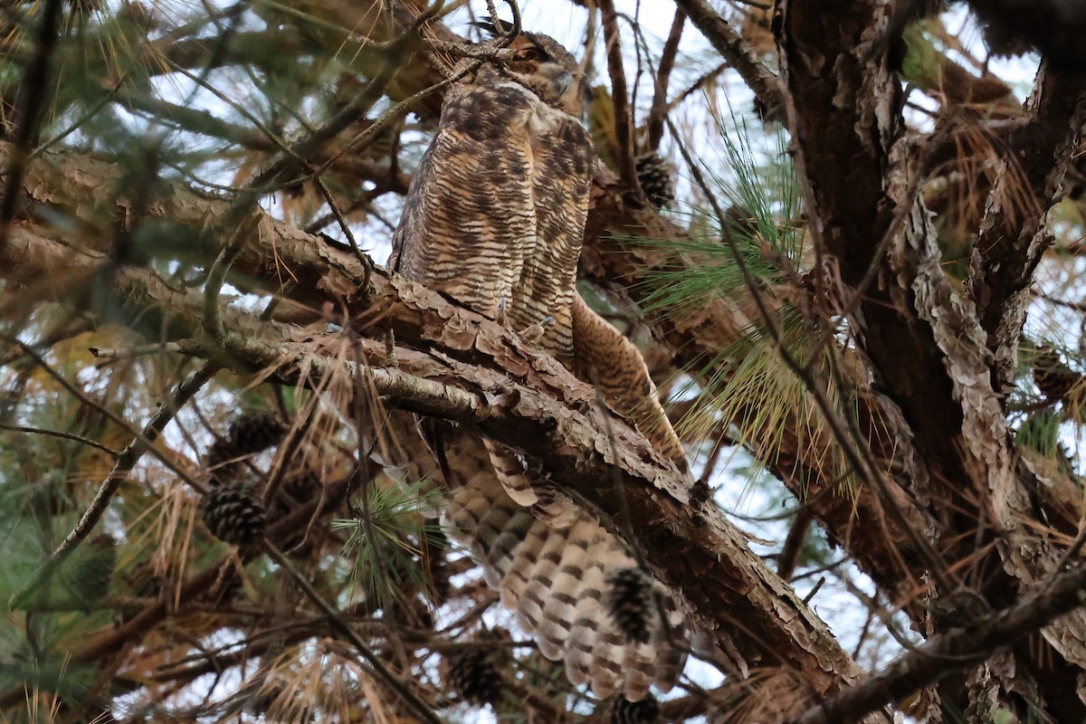 Grand-duc d'Amérique - ML644686401