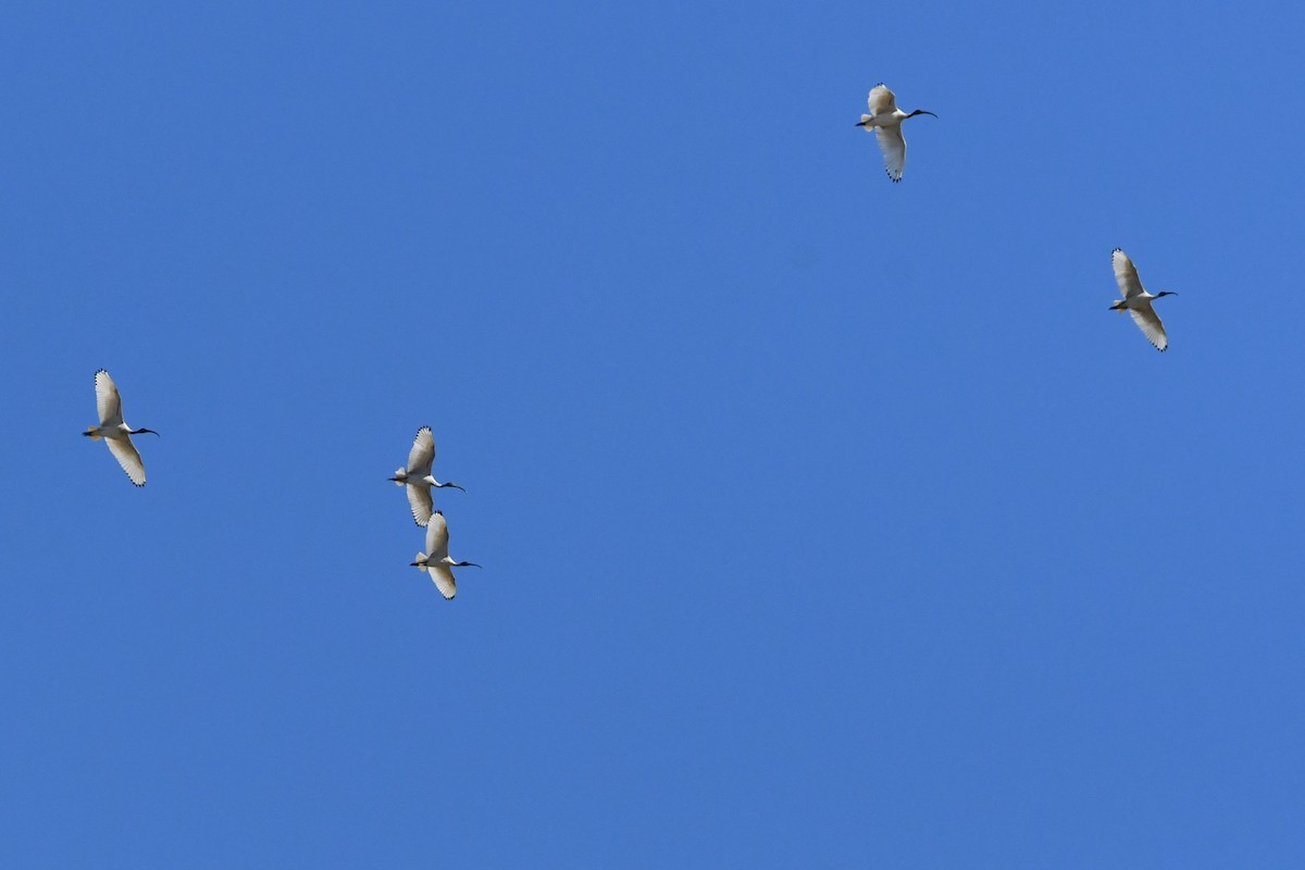 Australian Ibis - ML644686402