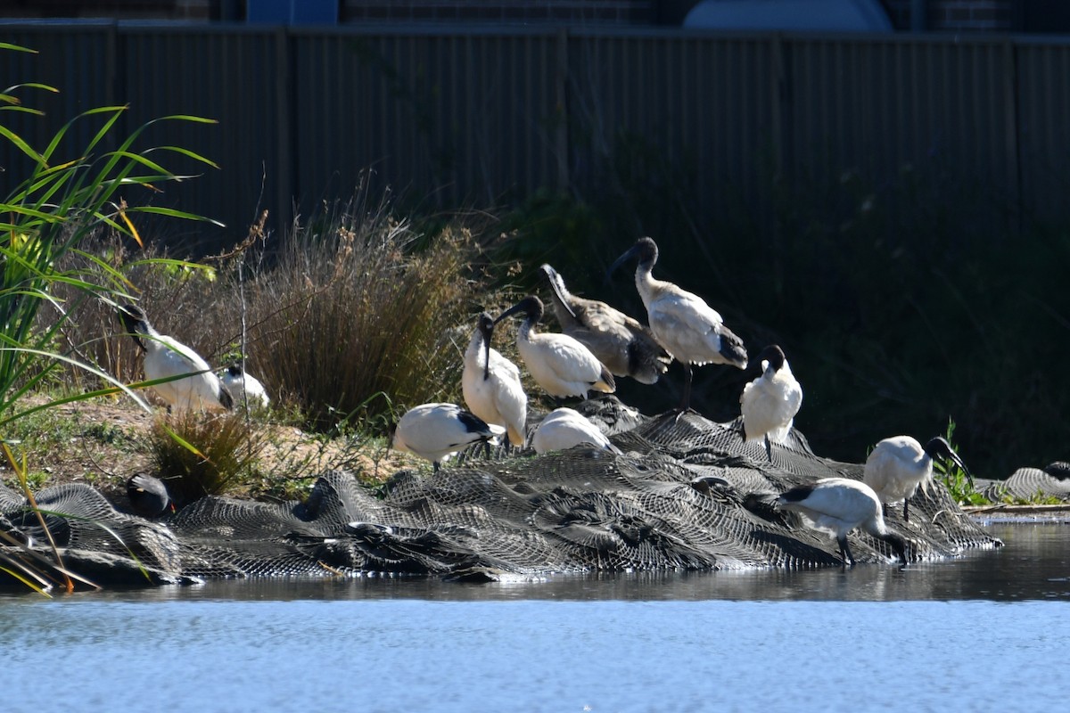 Australian Ibis - ML644686403