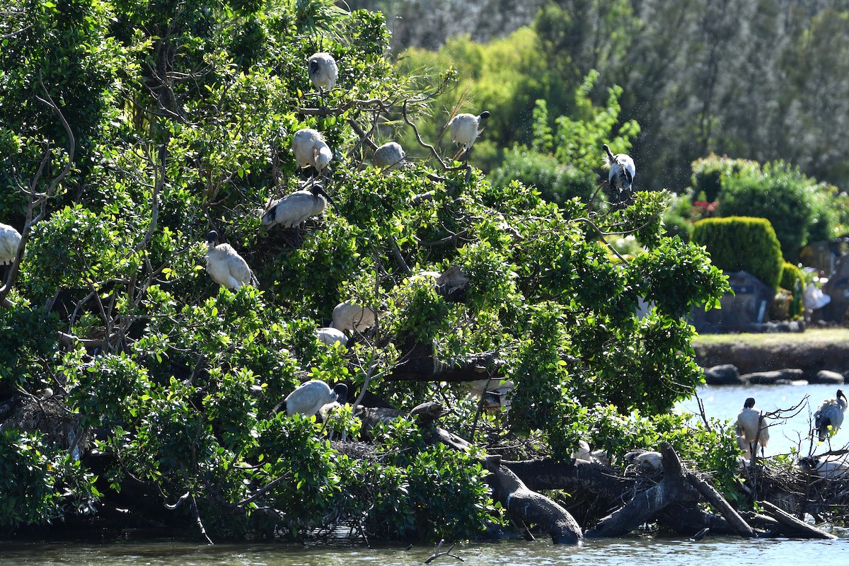 Australian Ibis - ML644686404