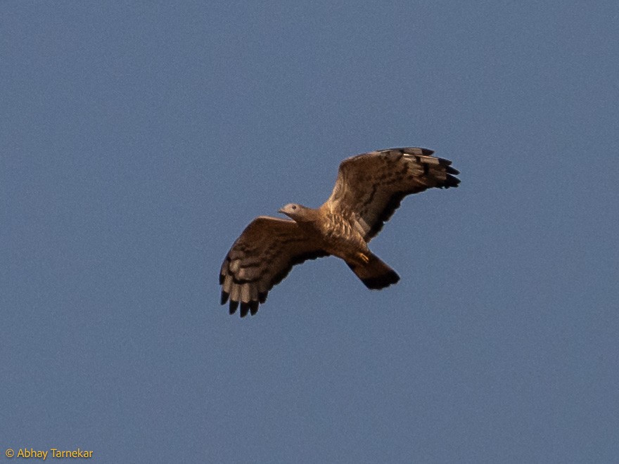 Falco pecchiaiolo orientale - ML644686405