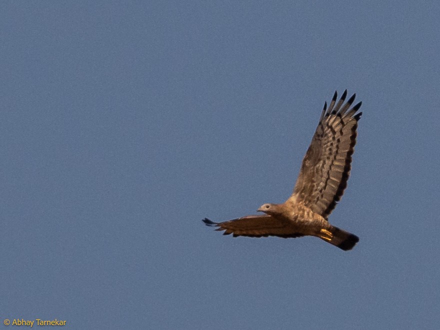 Falco pecchiaiolo orientale - ML644686406