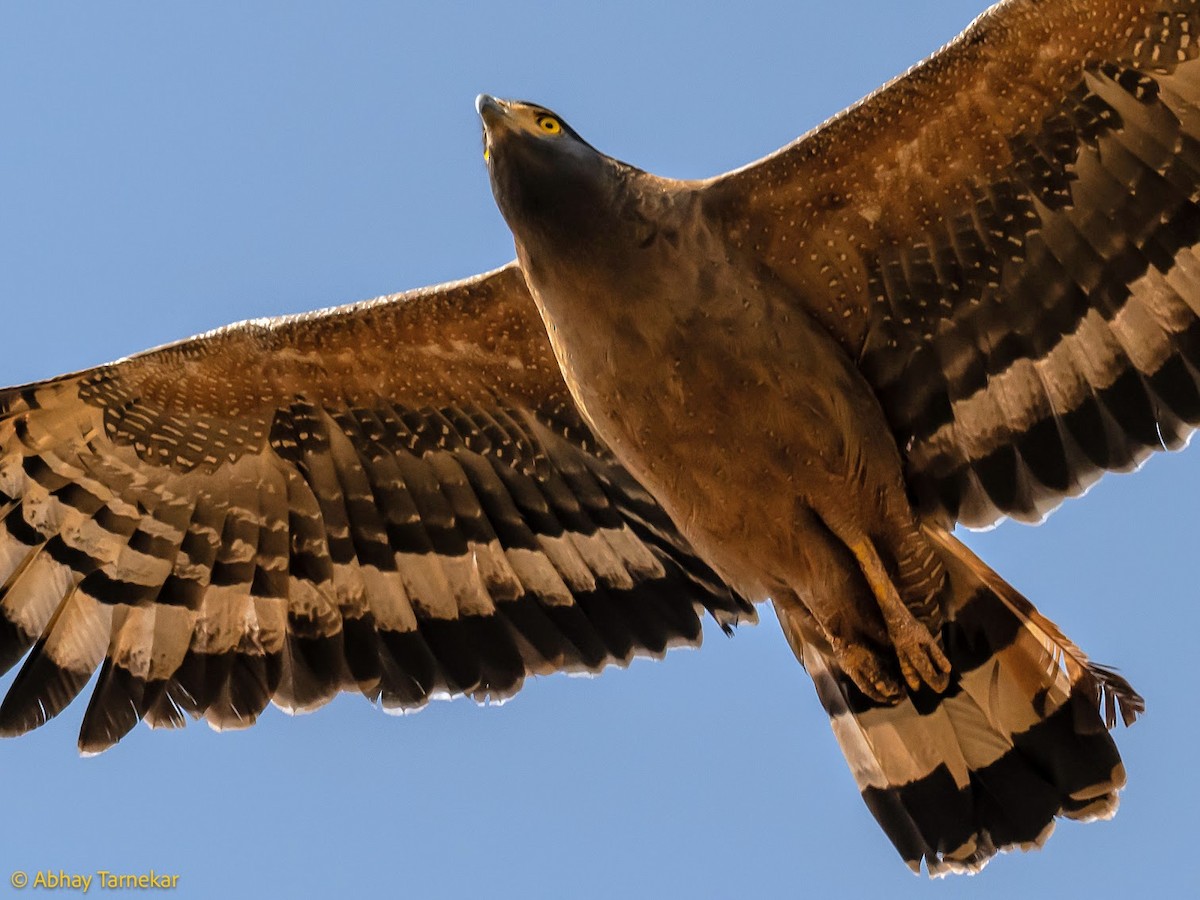 Crested Serpent-Eagle - ML644686408