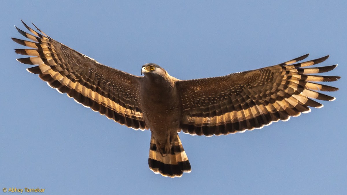 Crested Serpent-Eagle - ML644686409