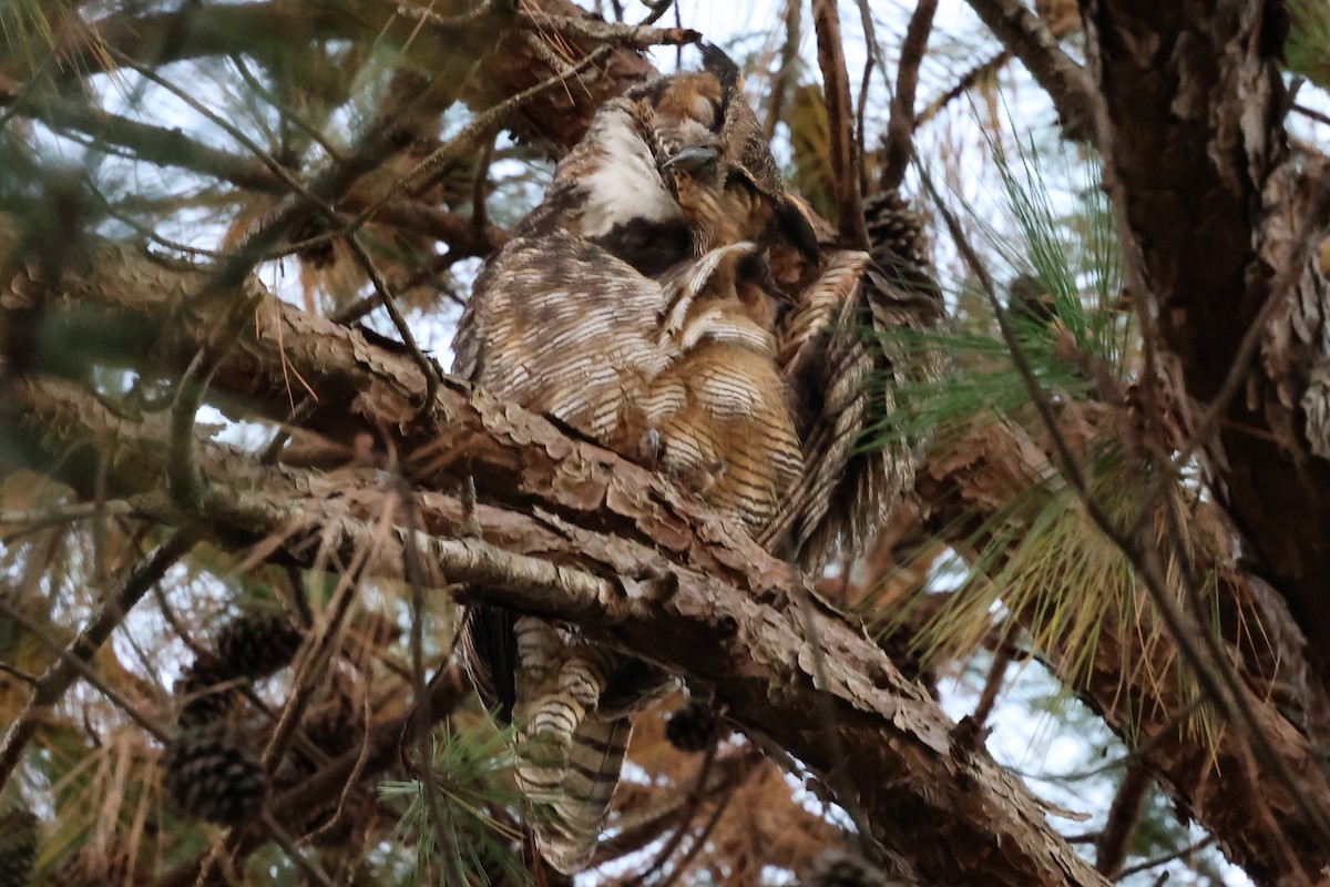 Grand-duc d'Amérique - ML644686410