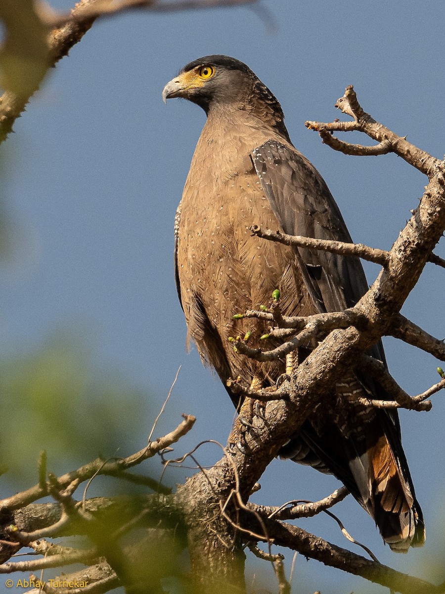Crested Serpent-Eagle - ML644686411