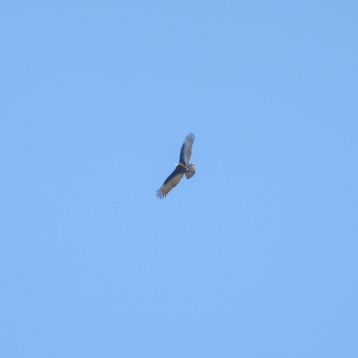 Turkey Vulture - ML644686412