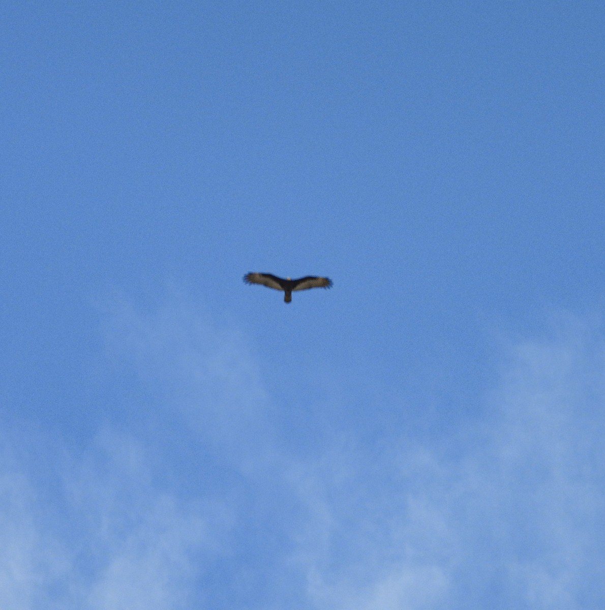 Turkey Vulture - ML644686413