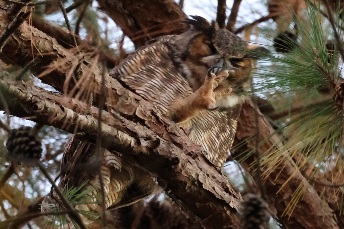 Grand-duc d'Amérique - ML644686414