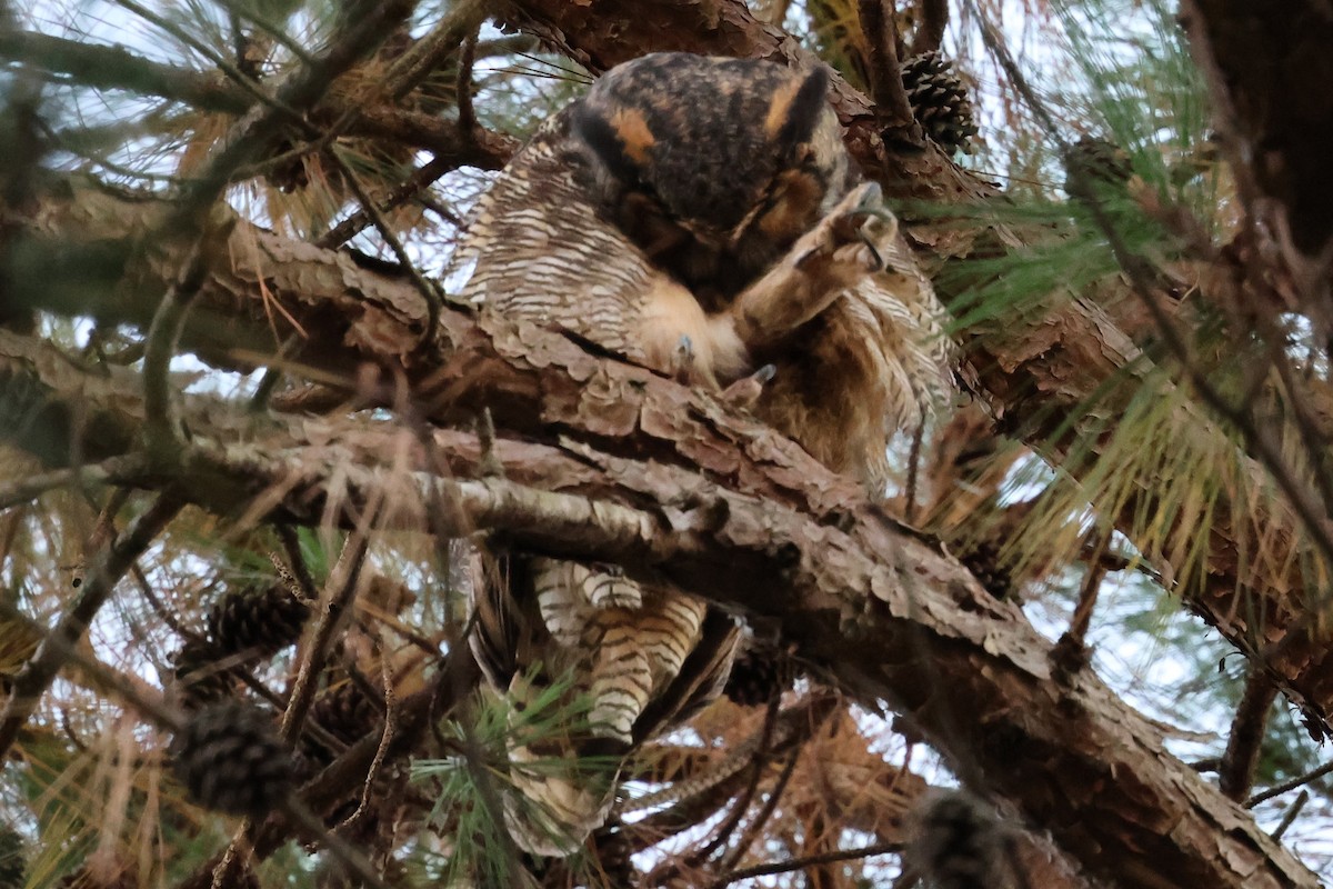 Grand-duc d'Amérique - ML644686415